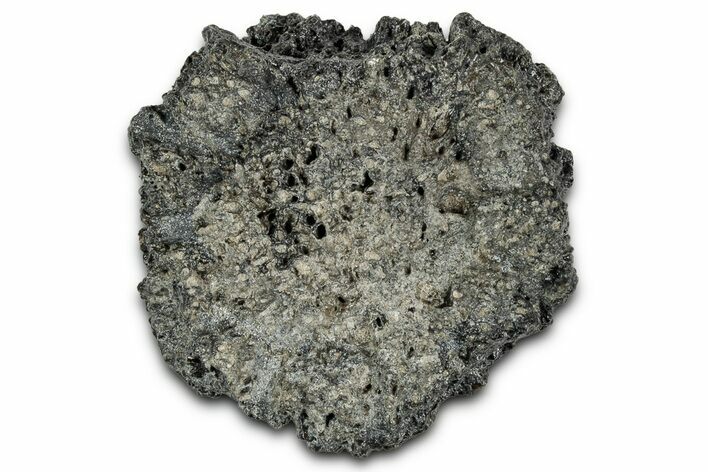 Fossil Glyptodont (Glyptotherium) Bony Armor Osteoderm - Florida #351079